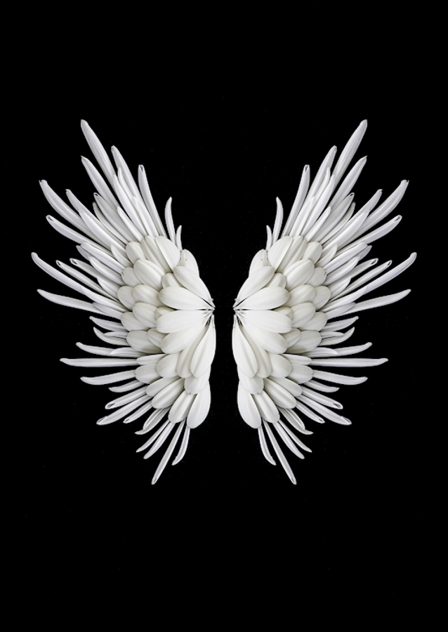 White Wings