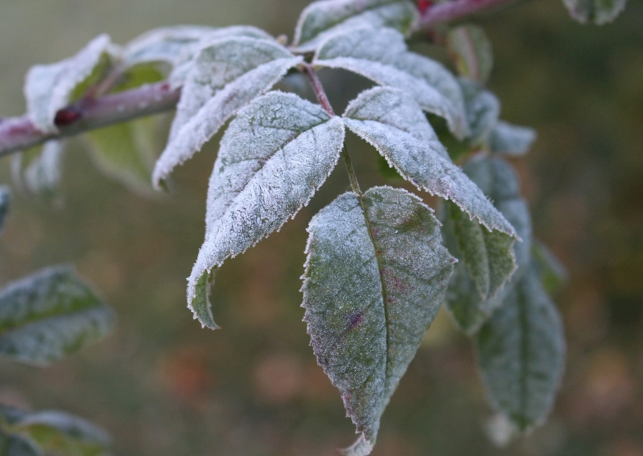Frosty leafs