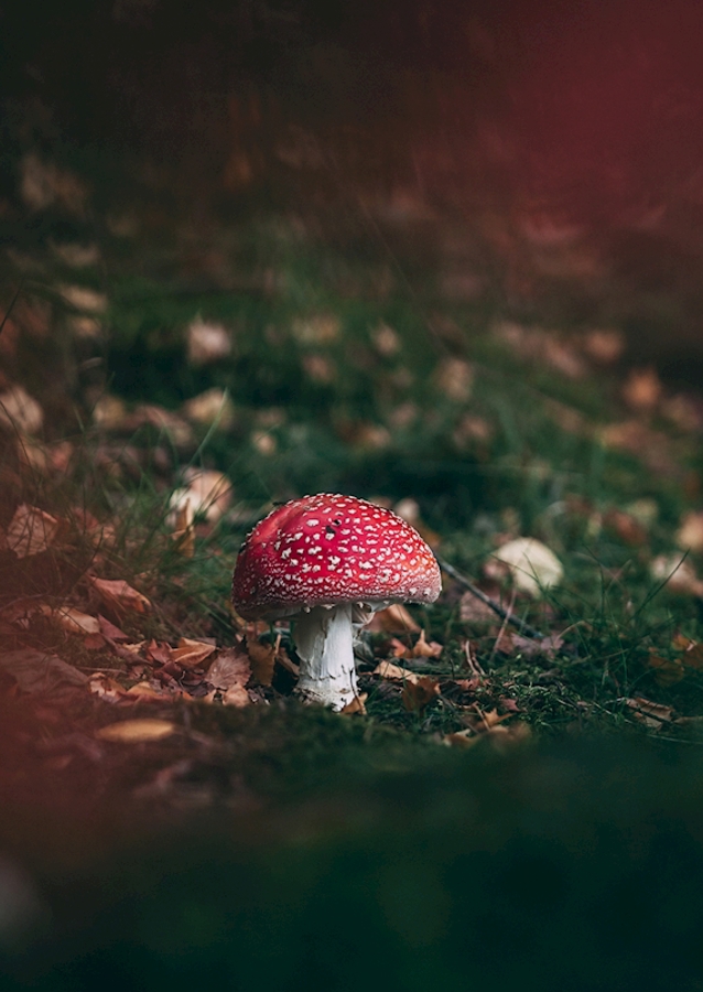 Toadstool