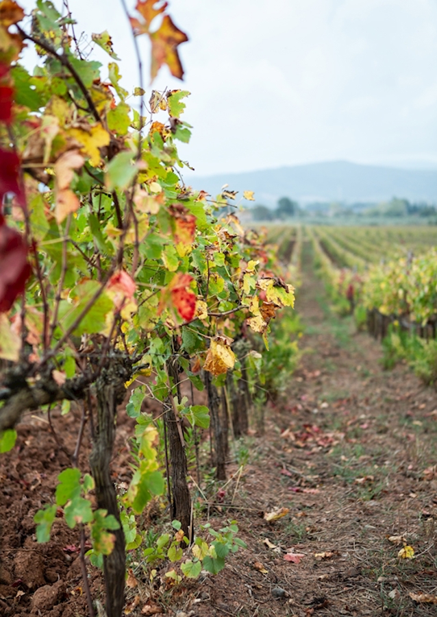 Vinná réva v Gavorrano