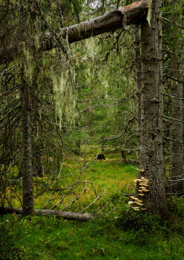 Dans la vieille forêt