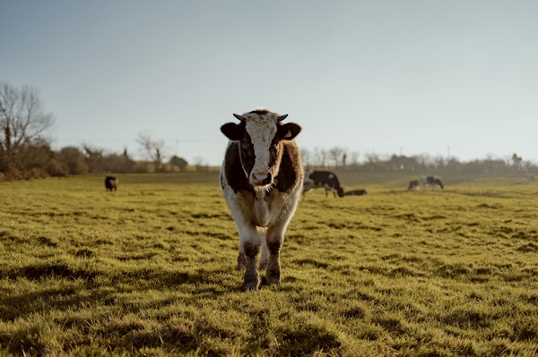 Poster: Portrait d’une vache - Nathan Ross