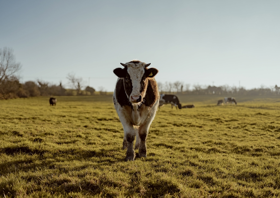 Portrait d’une vache