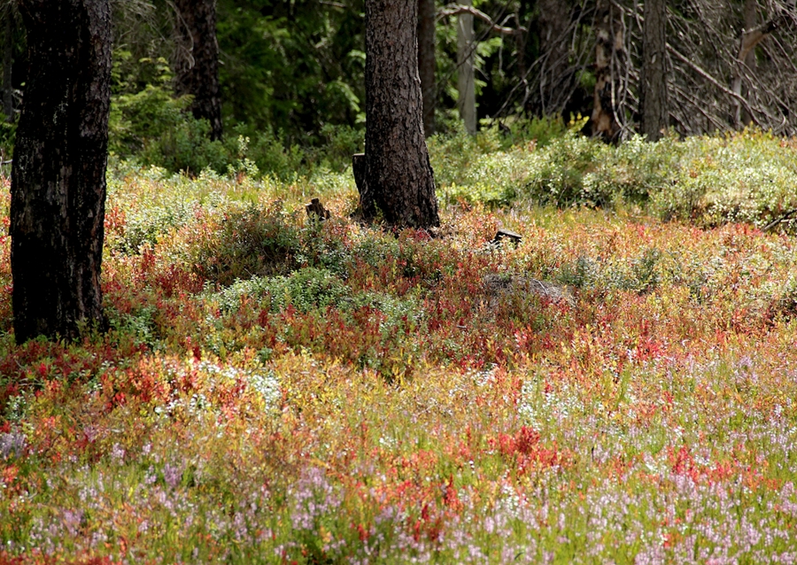 Bunte Heidelandschaft