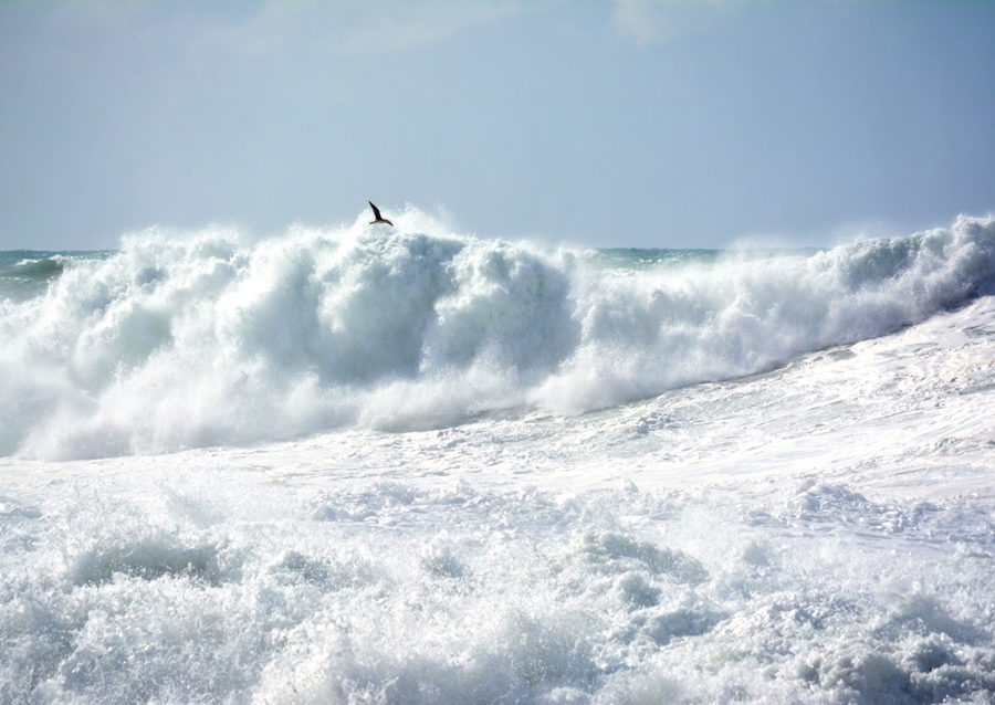 Das Meer und der Vogel