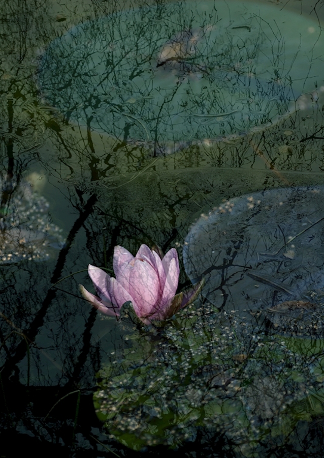Pink Waterlily