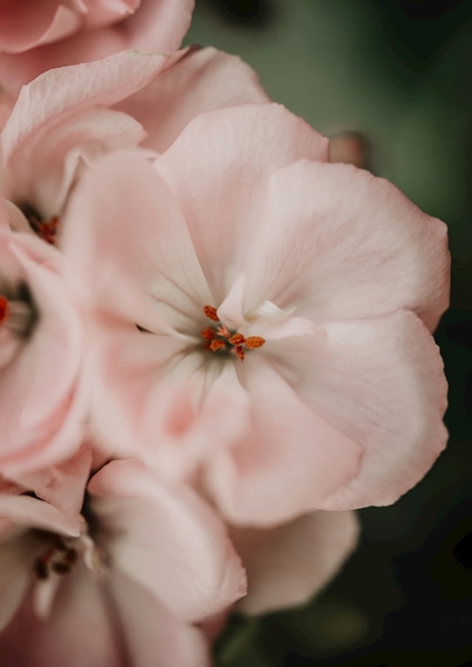 Poster: Géranium - Annett Windisch