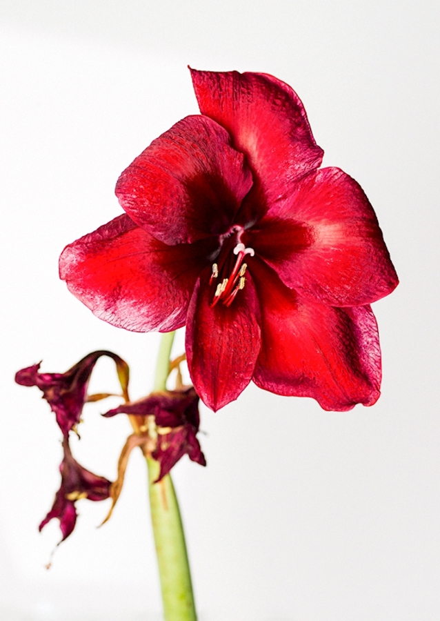 Opp amaryllis!
