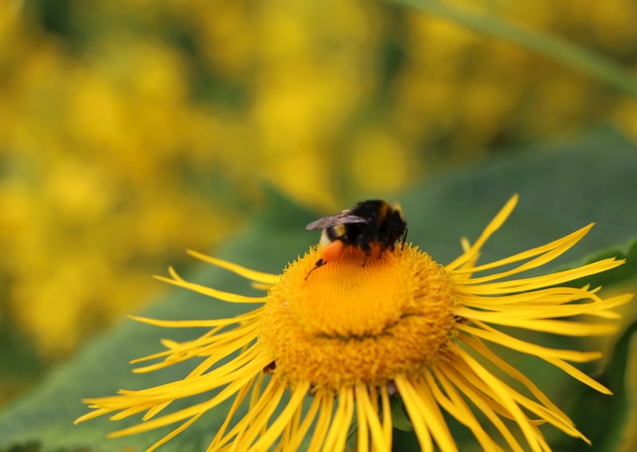 Hummel in gelber Blüte
