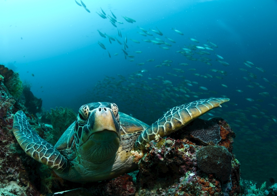 Turtle from Moalboal