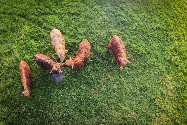 Poster: Cosseurs de vaches cowboys - P. Strömberg