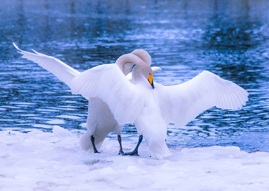 hugging swans