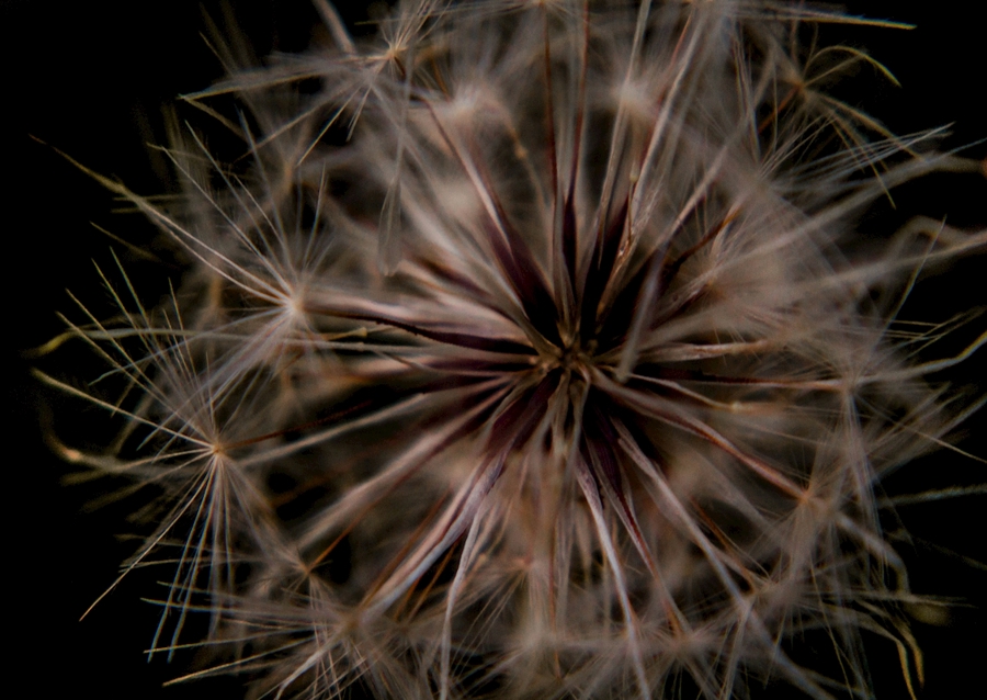 Blume, die wir blasen