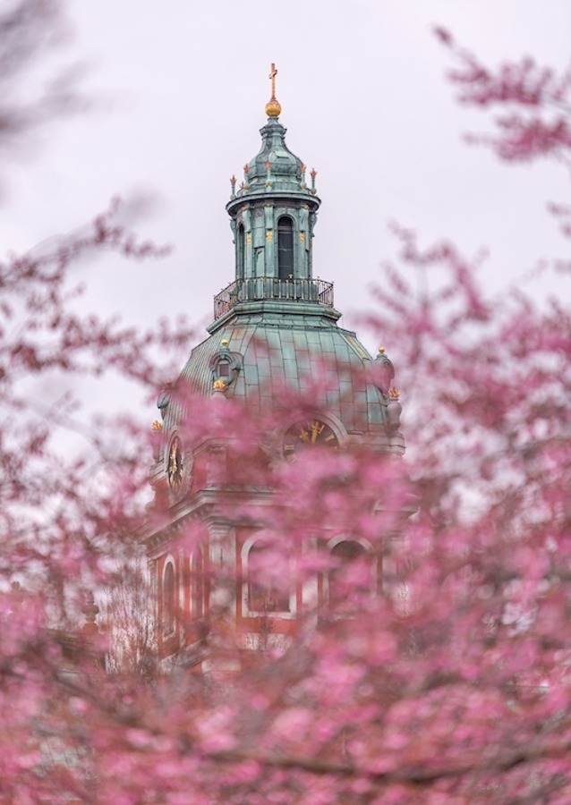 Nydelig kirsebærblomst