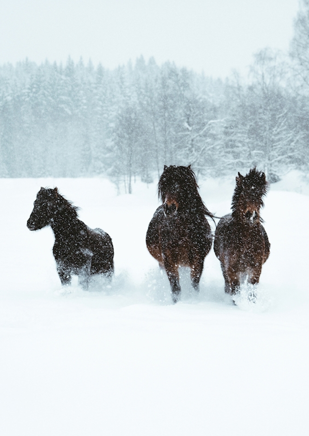 Winter horses