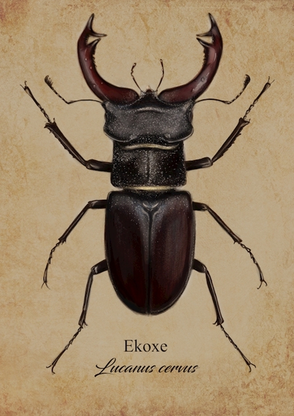 Poster: Ekoxé - Tina Hugo