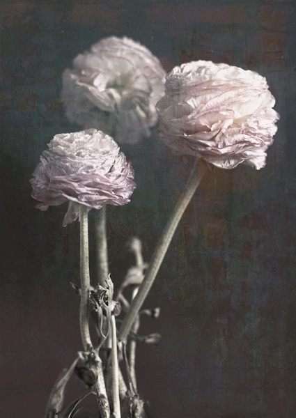 Poster: Botanica 4 - Linda Ohlson