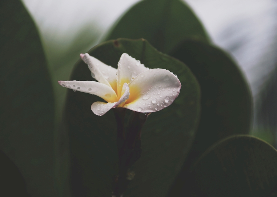 The smell after rain