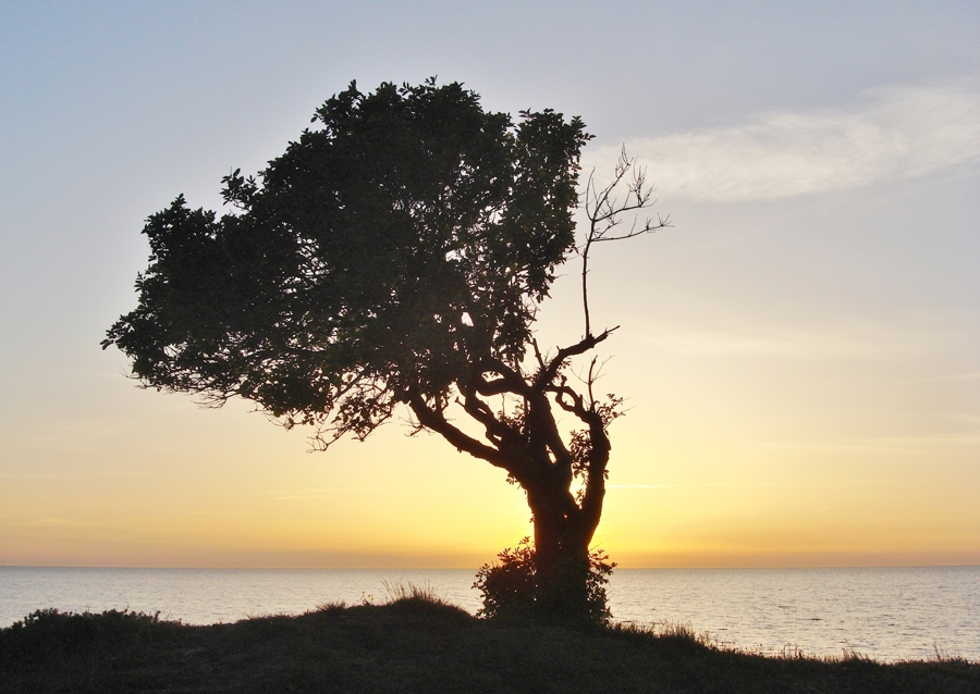 Solnedgang