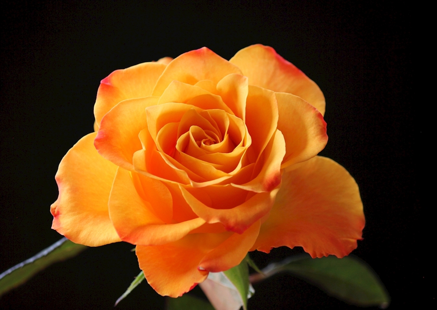 Orange Rose vor schwarzem Hintergrund