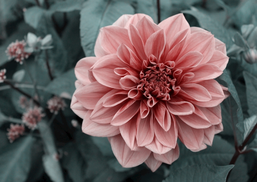 Vaaleanpunainen kukka