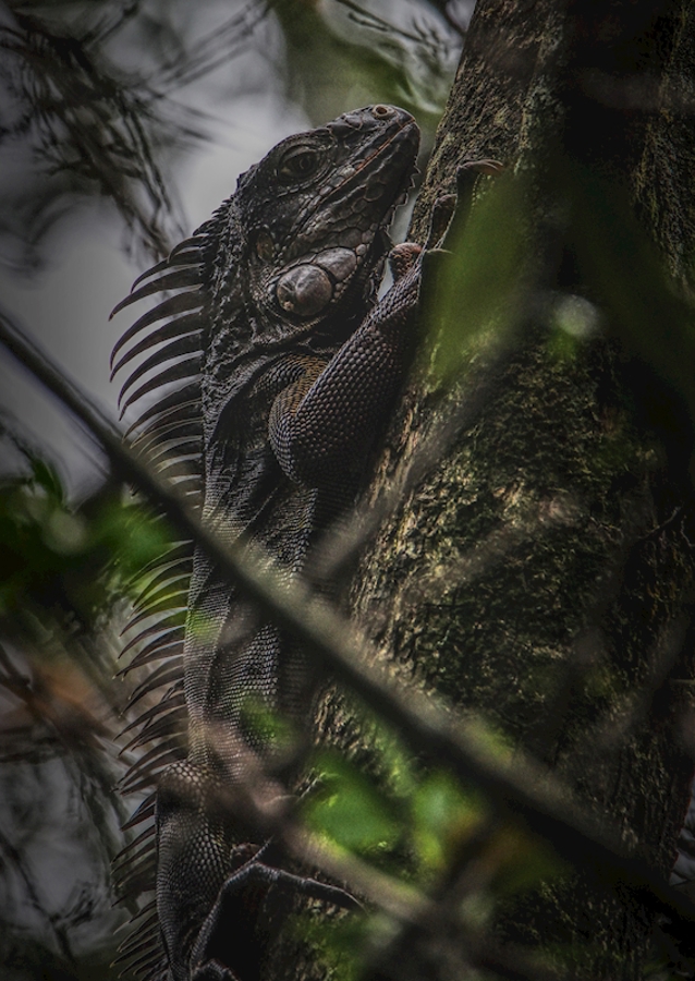 Schwarzer Leguan