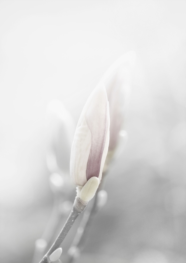Rêve magnolia
