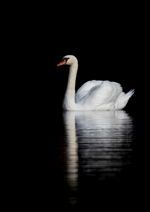 Swan Reflections