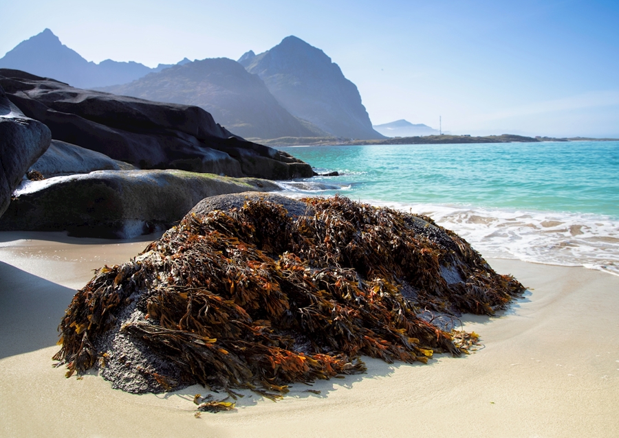 Beach in Lofoten