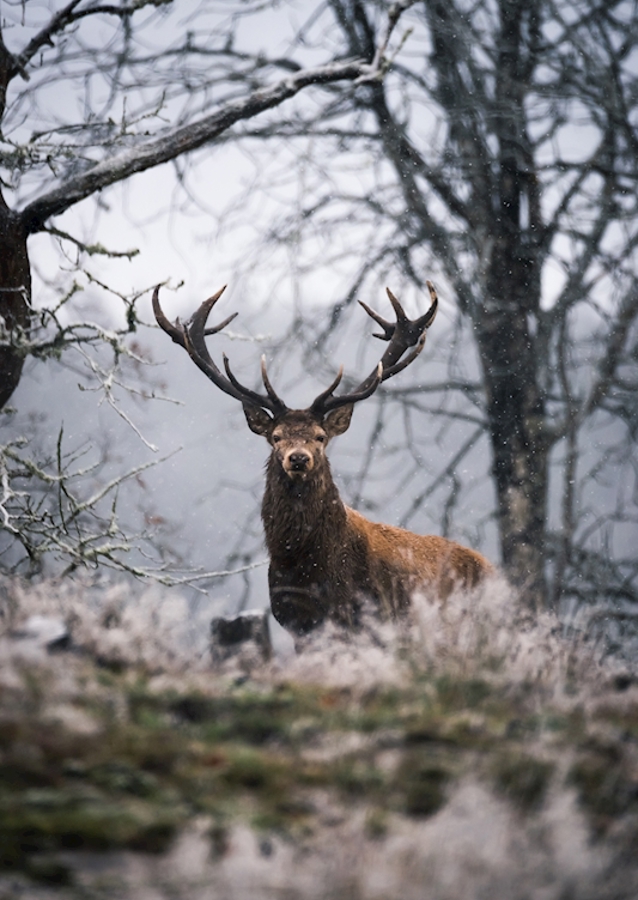 Oh My Deer