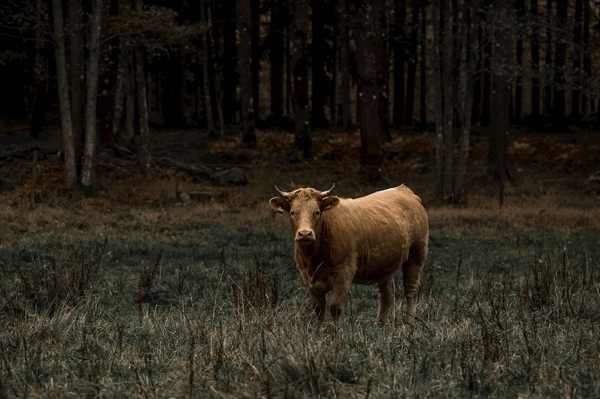 Poster: un taureau curieux - Hanna Zetterberg