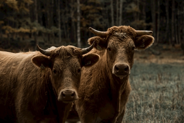 Poster: Buddies - Hanna Zetterberg