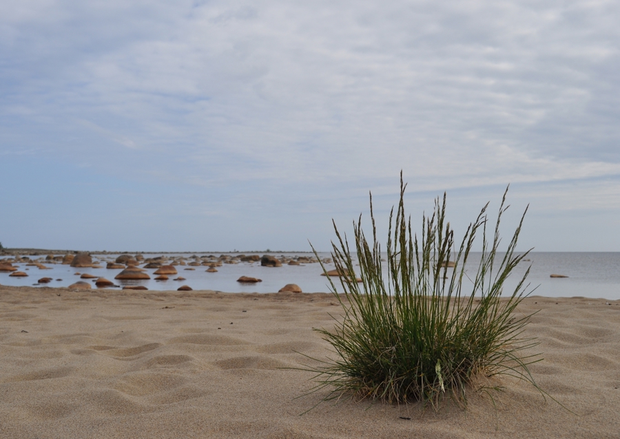 Letni dzień nad morzem