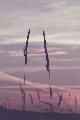 Poster: Kesäilta Getterönissä