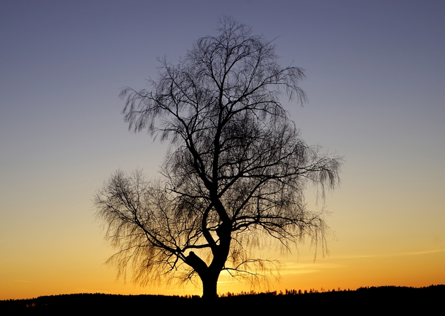 Ensamt träd