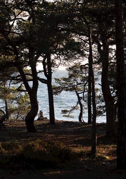 Poster: Torö - Eric Karlsson