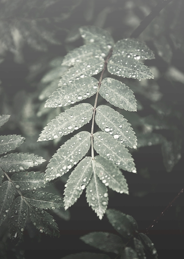 Rowan sous la pluie
