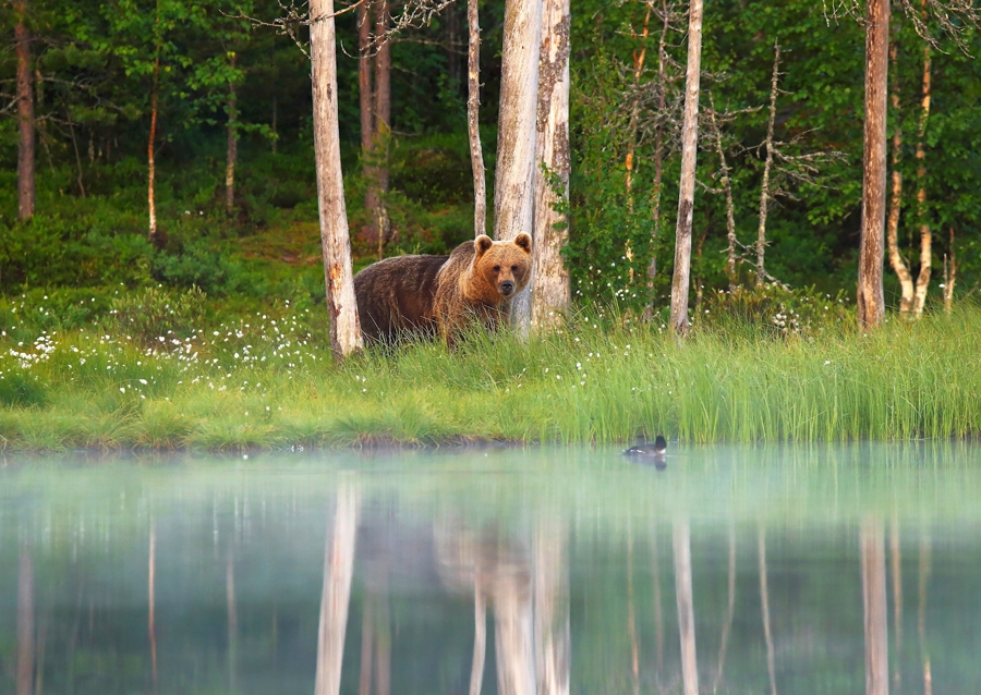 Un oso en un entorno precioso
