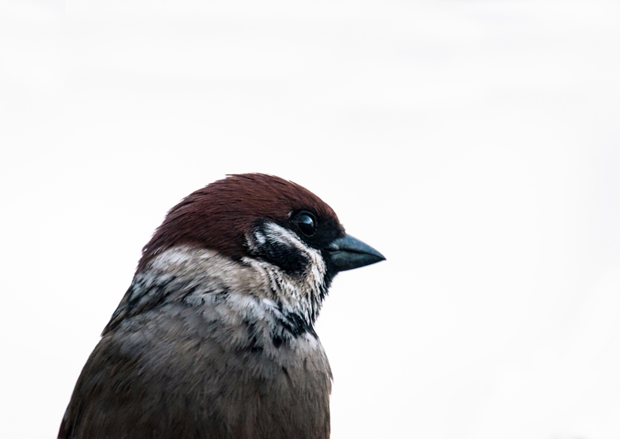 Sparrow against white light