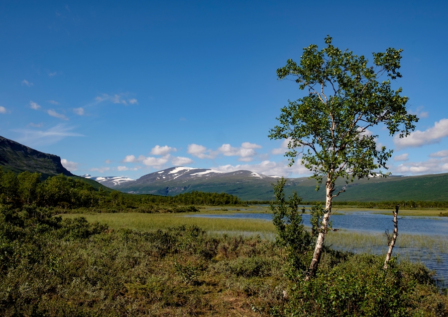 Fjällterräng i Vistasvaggi
