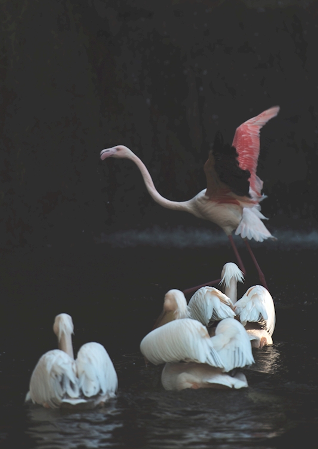 Flamingo escape