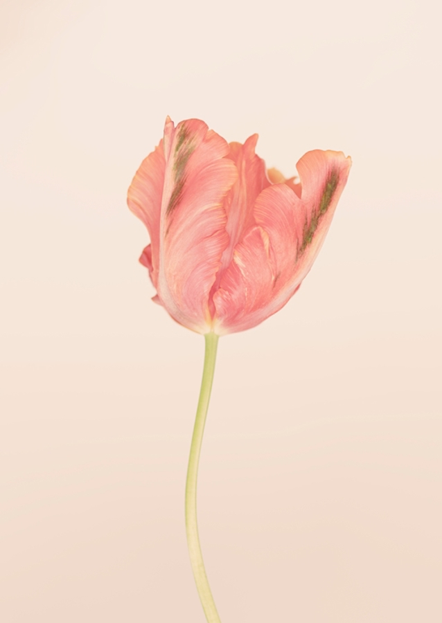 Flor /2/