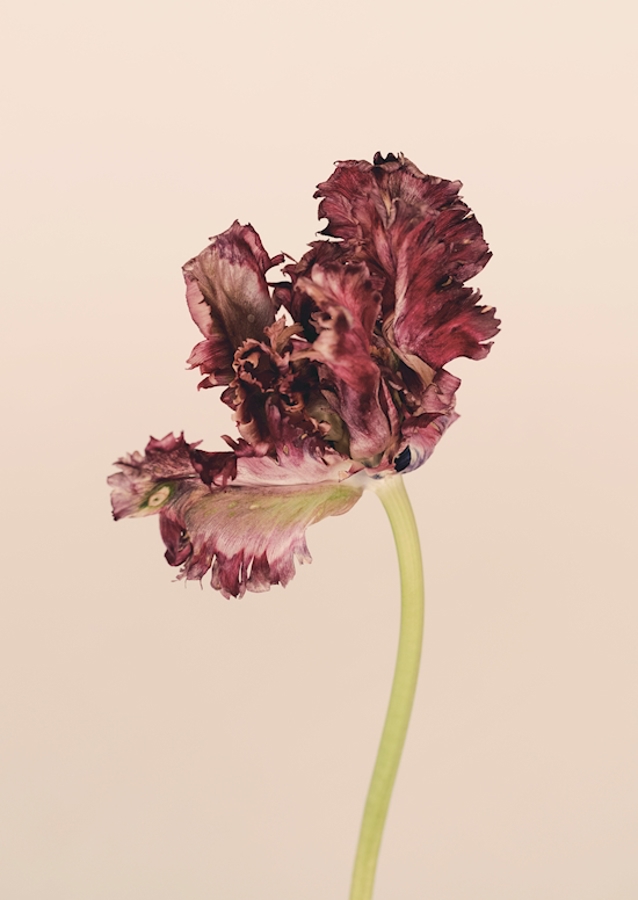 Blume /4/