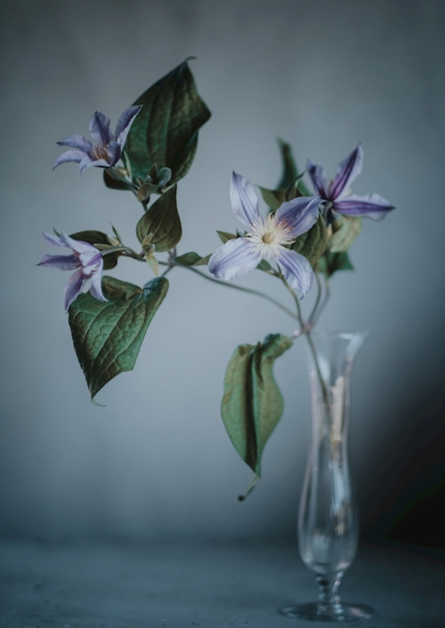 Clematis e você