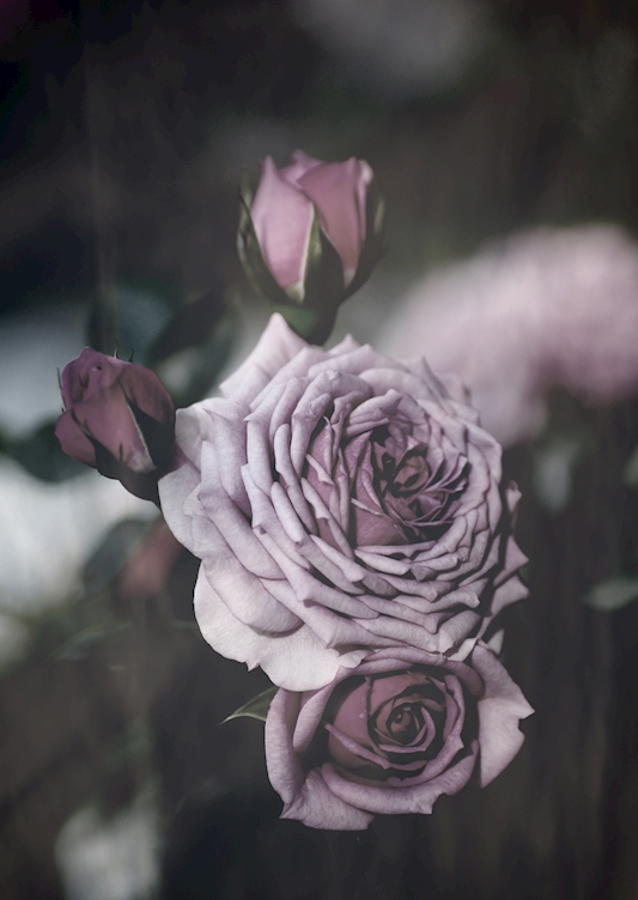 Lavender rose