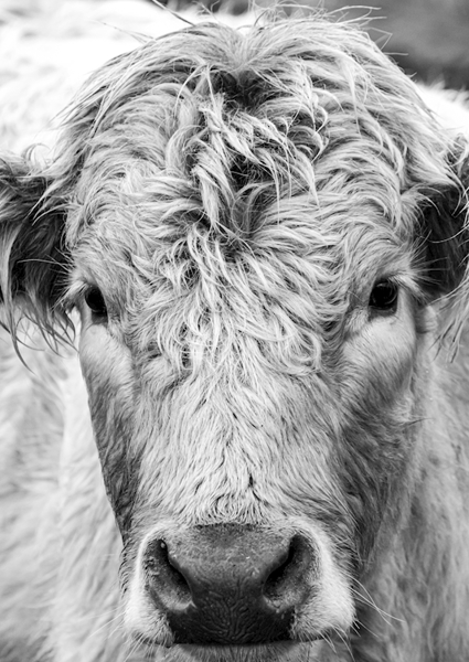 Poster: Jeune taureau dans le champ  - Migge GP