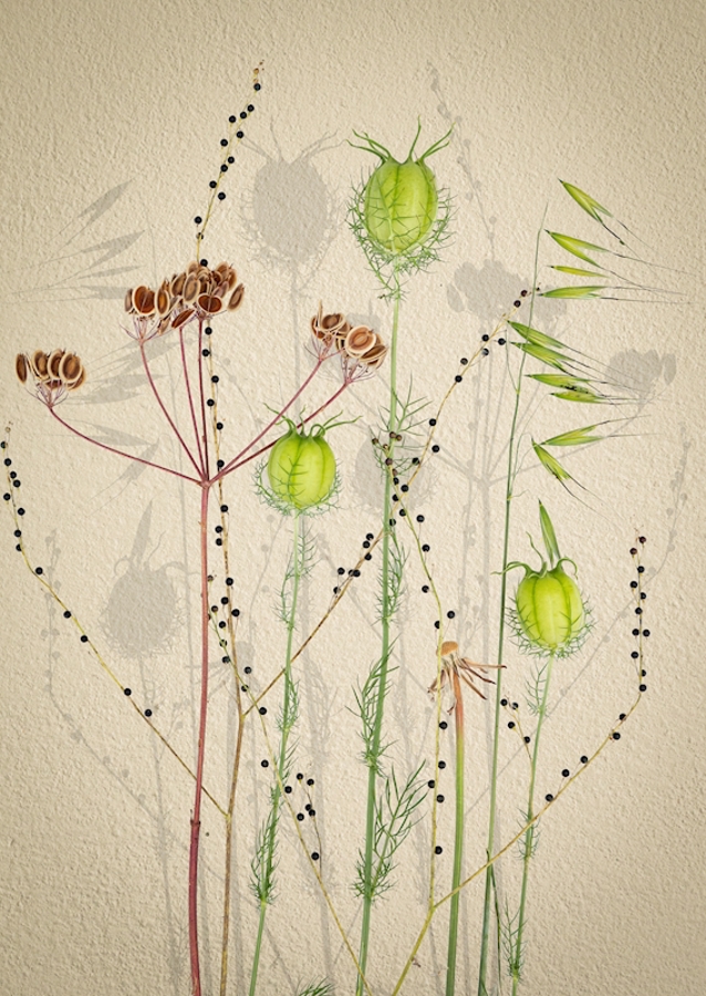 Seed pods 01