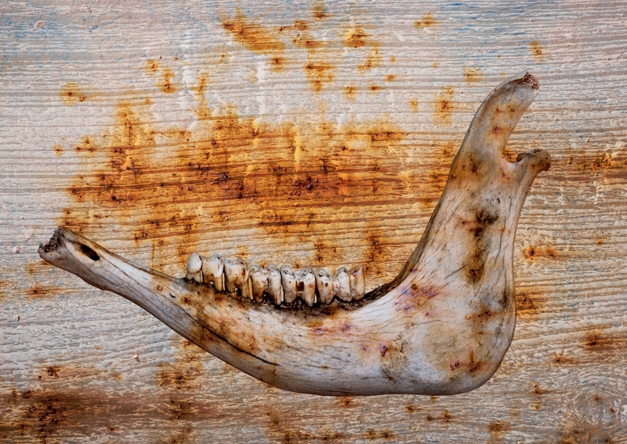 Čelist na rezavém dřevě