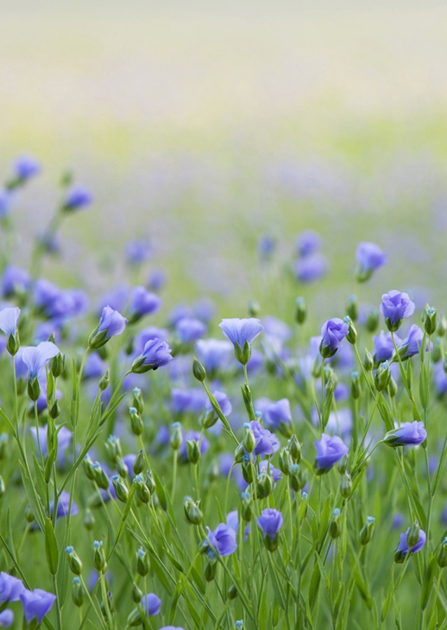 Flax flower