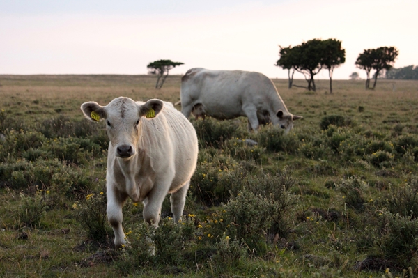Poster: Curieux à Ottenby - Matilda Christiansson
